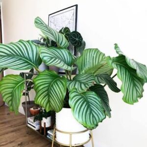 ZZ Plant