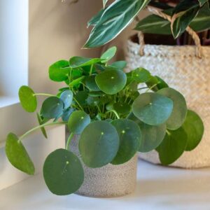 Bamboo Screen Plant