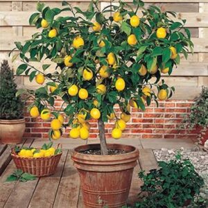 Pothos (Golden)